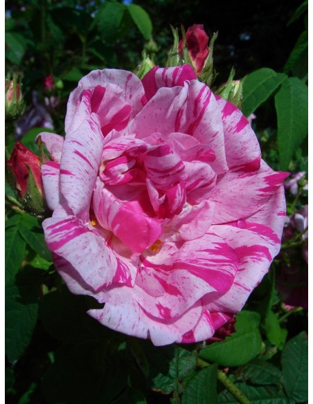 historyczne róże Versicolor