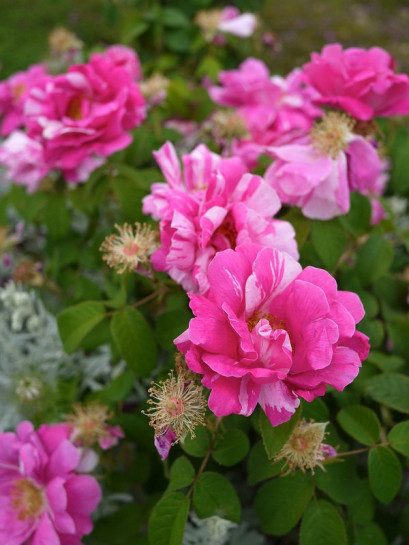 Versicolor historyczne róże