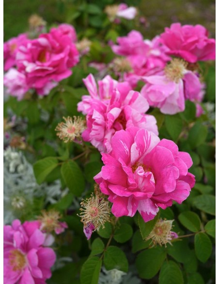 Versicolor historyczne róże