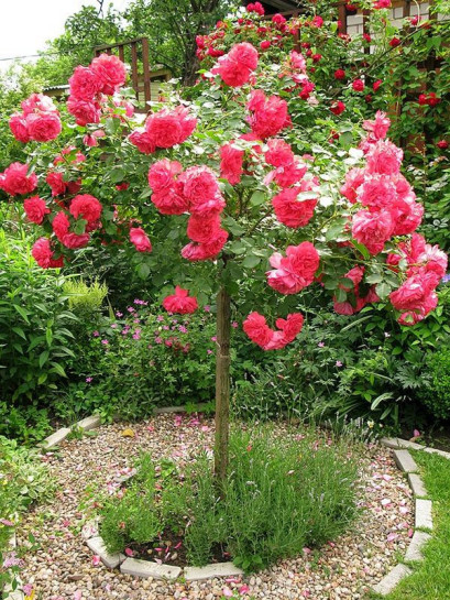 roza rosarita pienna