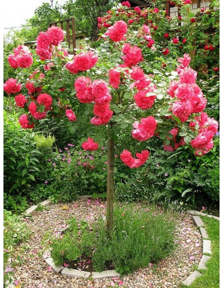 roza rosarita pienna