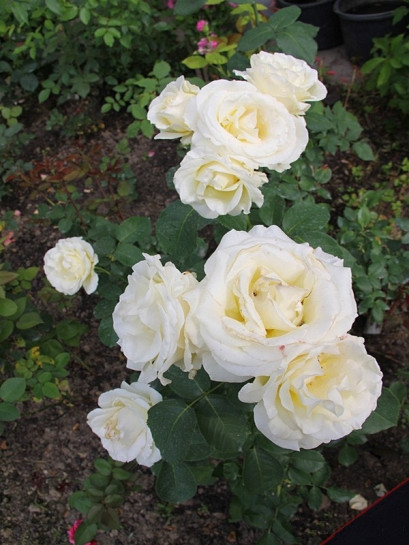 róże wielkokwiatowe chopin