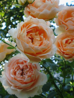 Polka róże pnące 2