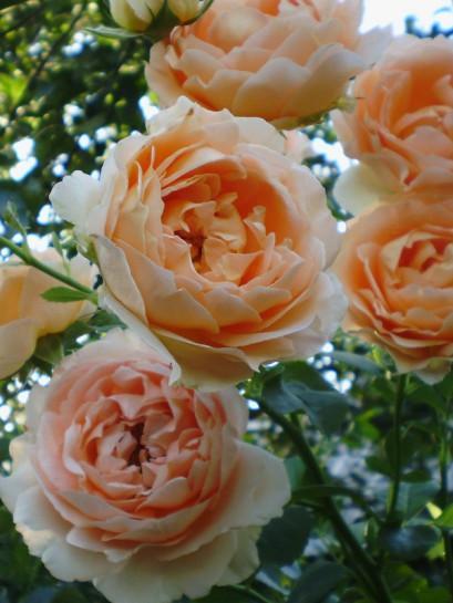 Polka róże pnące brzoskwiniowo - łososiowe