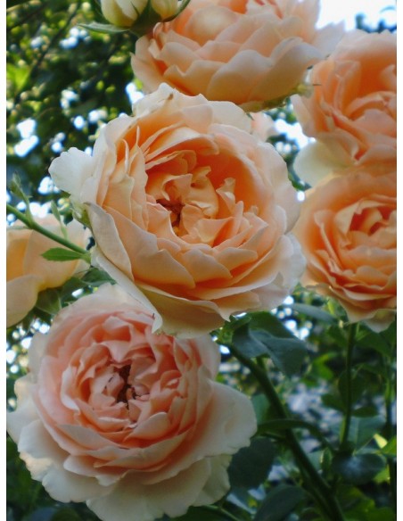 Polka róże pnące brzoskwiniowo - łososiowe