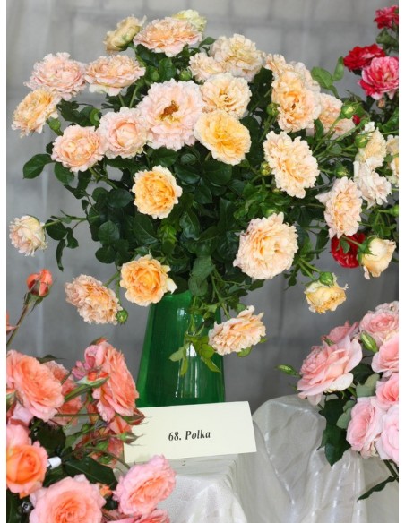 róże pnące Polka