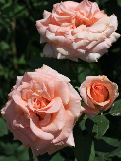 Warm Wishes róże wielkokwiatowe