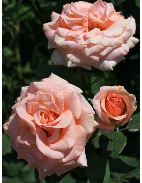 Warm Wishes róże wielkokwiatowe