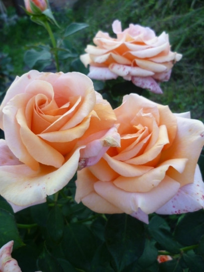 róże wielkokwiatowe Warm Wishes