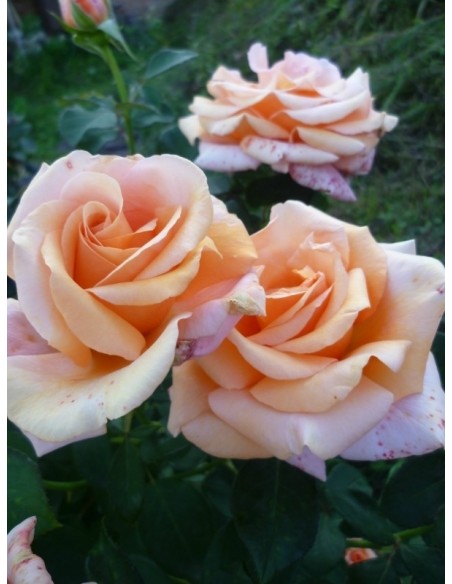 róże wielkokwiatowe Warm Wishes