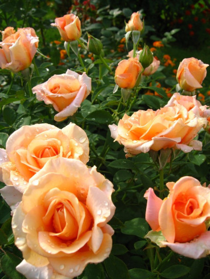 Warm Wishes wielkokwiatowe róże