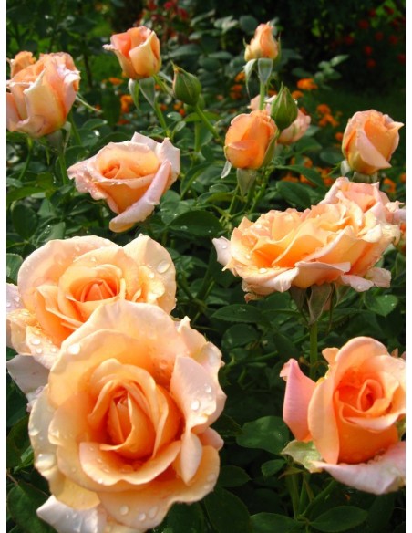 Warm Wishes wielkokwiatowe róże