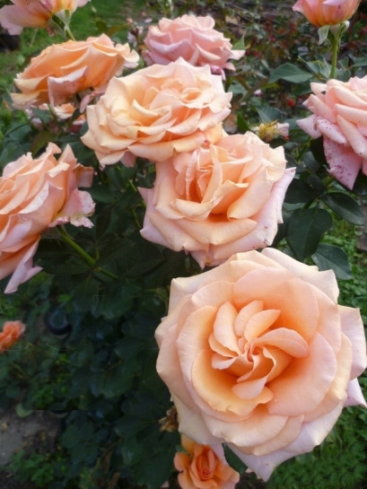 wielkokwiatowe róże Warm Wishes