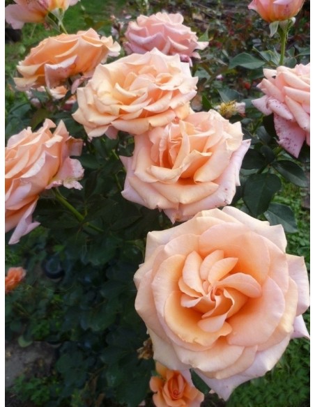 wielkokwiatowe róże Warm Wishes