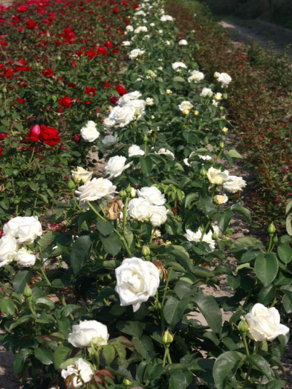 Chopin róże wielkokwiatowe