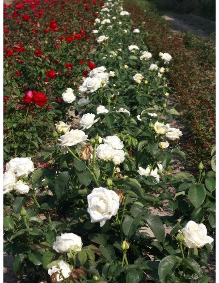 Chopin róże wielkokwiatowe