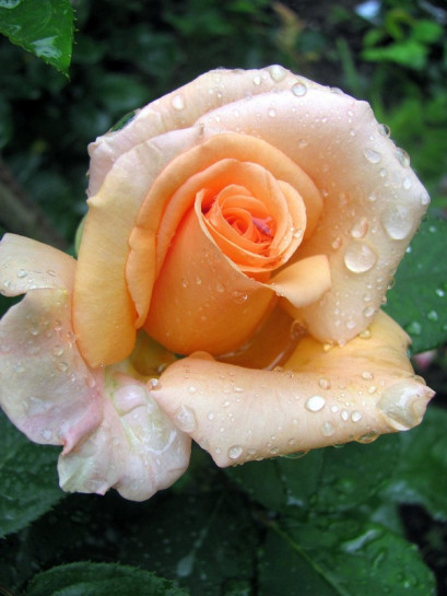 Warm Wishes łososiowe róże wielkokwiatowe