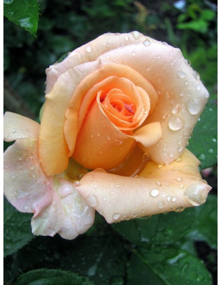 Warm Wishes łososiowe róże wielkokwiatowe