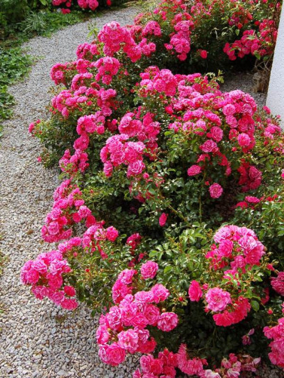 Heidetraum róże okrywowe