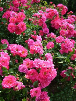 Hay Five róże okrywowe 2