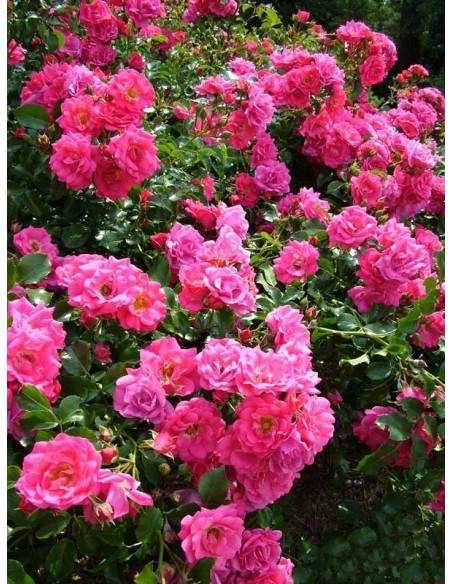  róże okrywowe Heidetraum