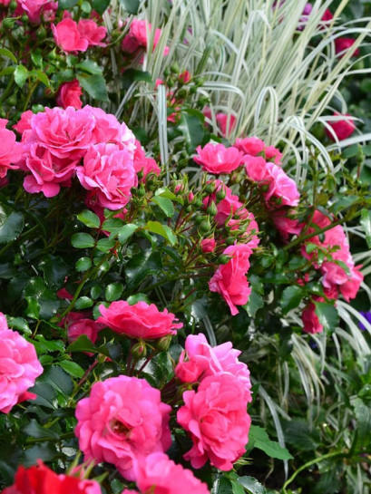 Heidetraum okrywowe róże