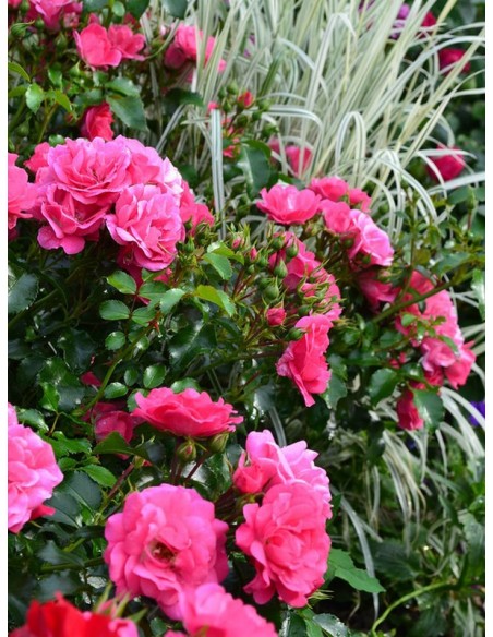 Heidetraum okrywowe róże