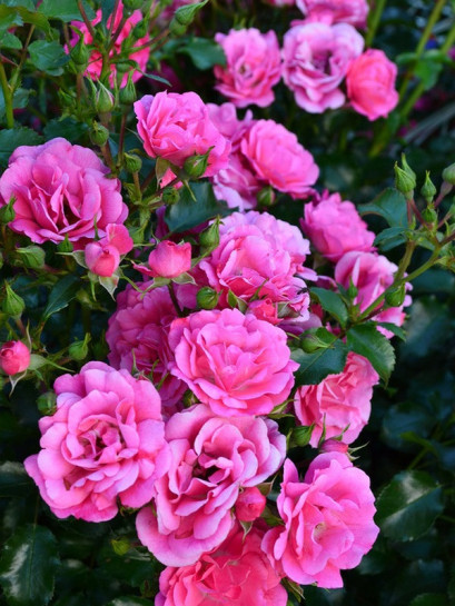 okrywowe róże Heidetraum