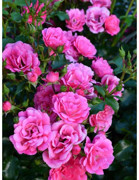 okrywowe róże Heidetraum