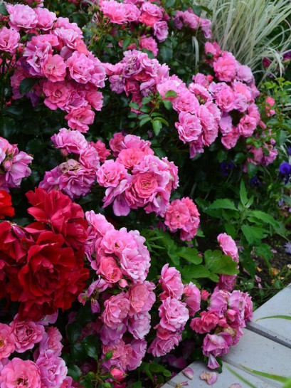 odporne róże okrywowe Heidetraum