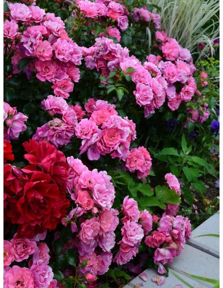 odporne róże okrywowe Heidetraum