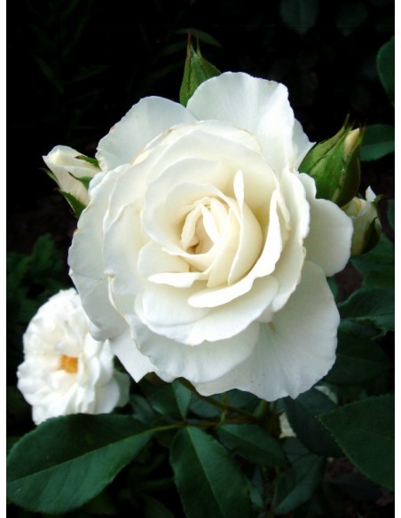 białe róże rabatowe Kristall