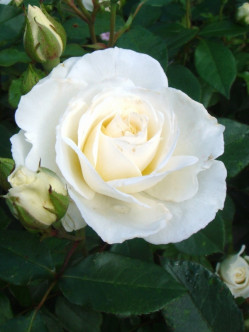 białe róże rabatowe Kristall 2