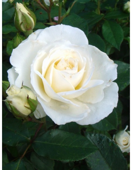 Kristall róże rabatowe