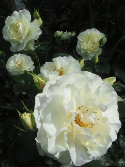 Kristall rabatowe białe róże