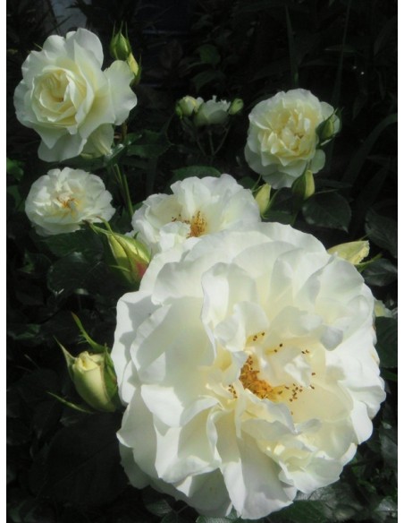 Kristall rabatowe białe róże