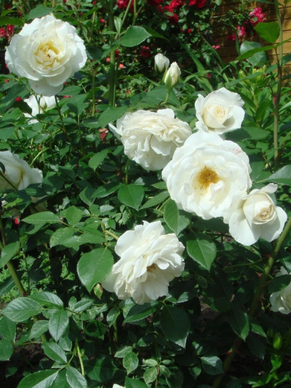 Kristall białe róże rabatowe