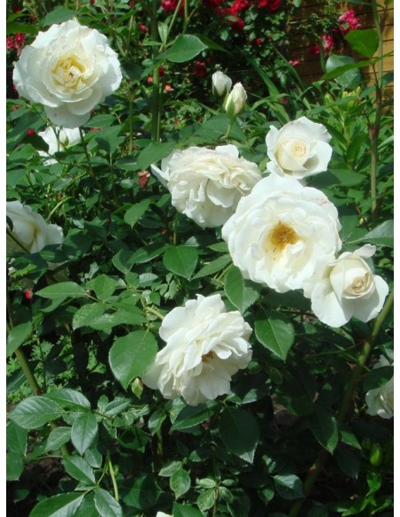 Kristall białe róże rabatowe