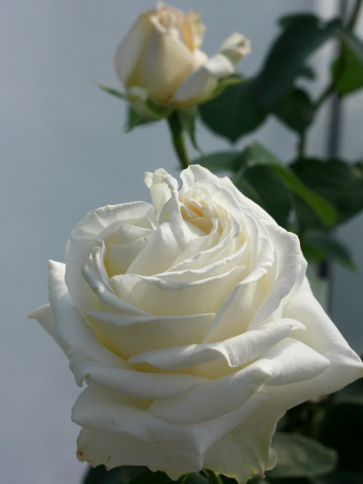 Chopin róża wielkokwiatowe