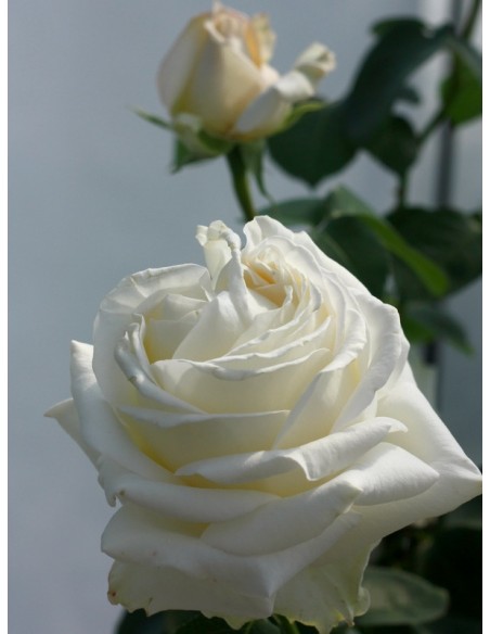 Chopin róża wielkokwiatowe