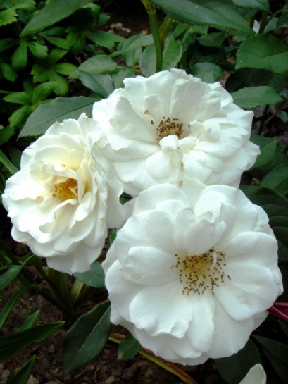 Kristall róże rabatowe białe