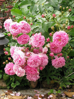 róże parkowe Lavender Lassie