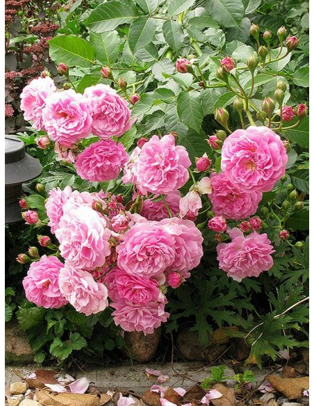 róże parkowe Lavender Lassie