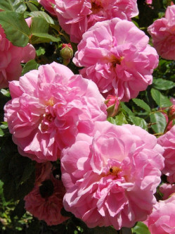 róże parkowe Lavender Lassie 2