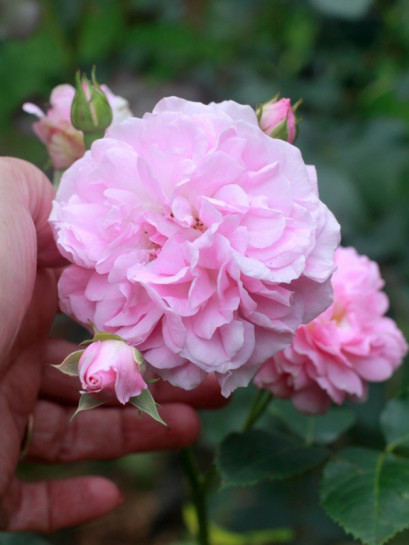 Lavender Lassie róże krzaczaste