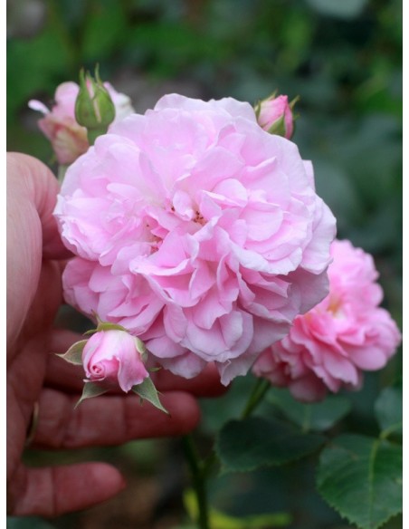 Lavender Lassie róże krzaczaste