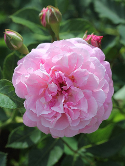 róże krzaczaste Lavender Lassie