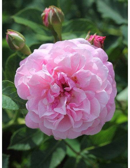 róże krzaczaste Lavender Lassie