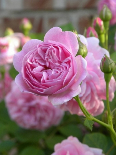 Lavender Lassie różowe róże krzaczaste