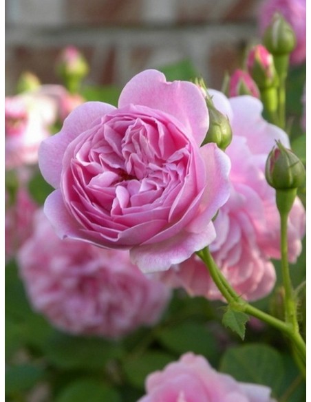 Lavender Lassie różowe róże krzaczaste